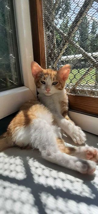 Фіксік-не висловухі вуха і нема породи.