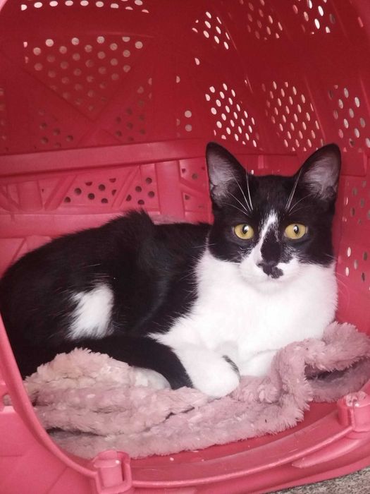 ZONDA (Macho, 10 Meses) - Para Adoção