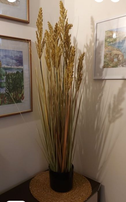 Трава пампасна очерет 100 см