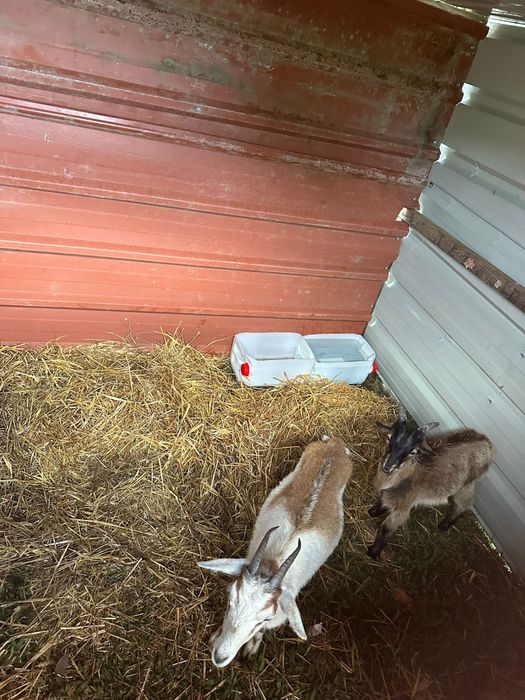 Casal de cabras