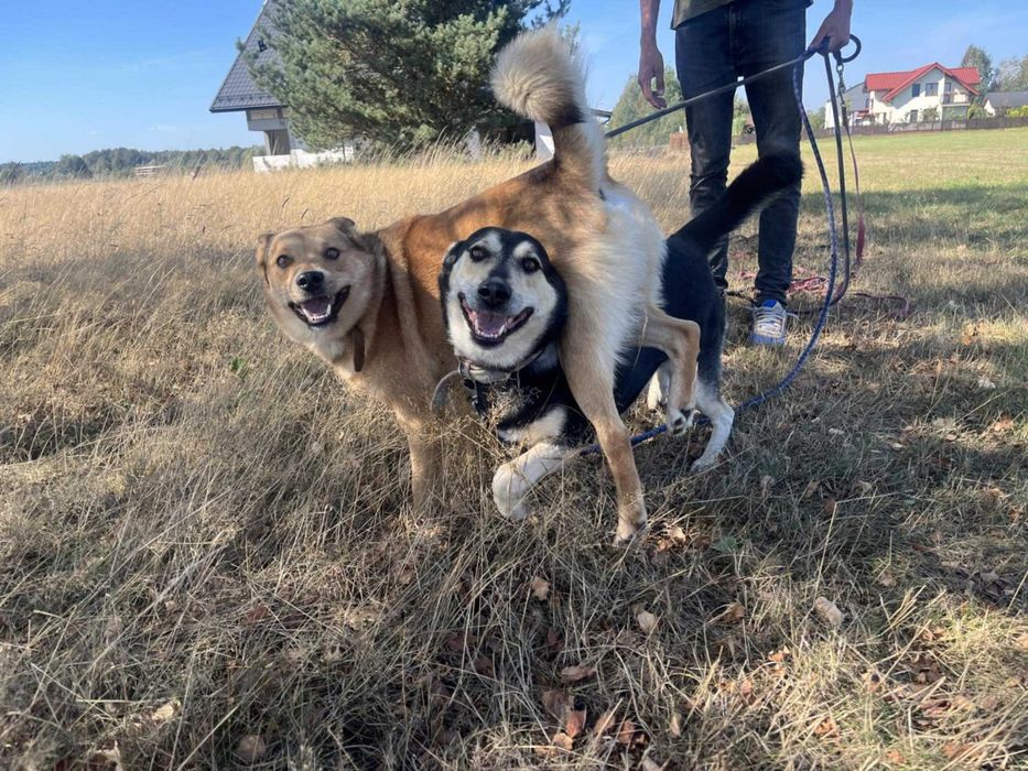 Rudi i Sabinka szukają wspólnego domu