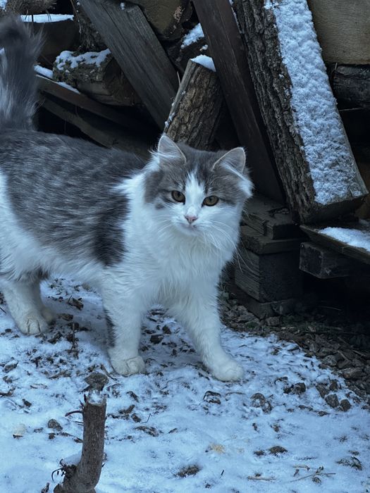 Кошенята, коти,котики