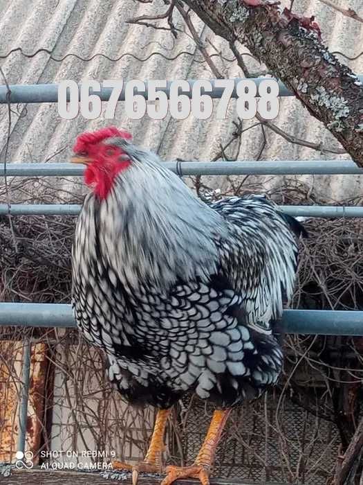 Яйце інкубаційне курей породи Віандот срібло