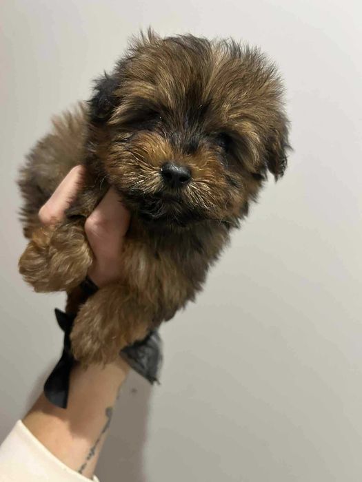 Yorkepoo hybryda pudel pudle maltipoo