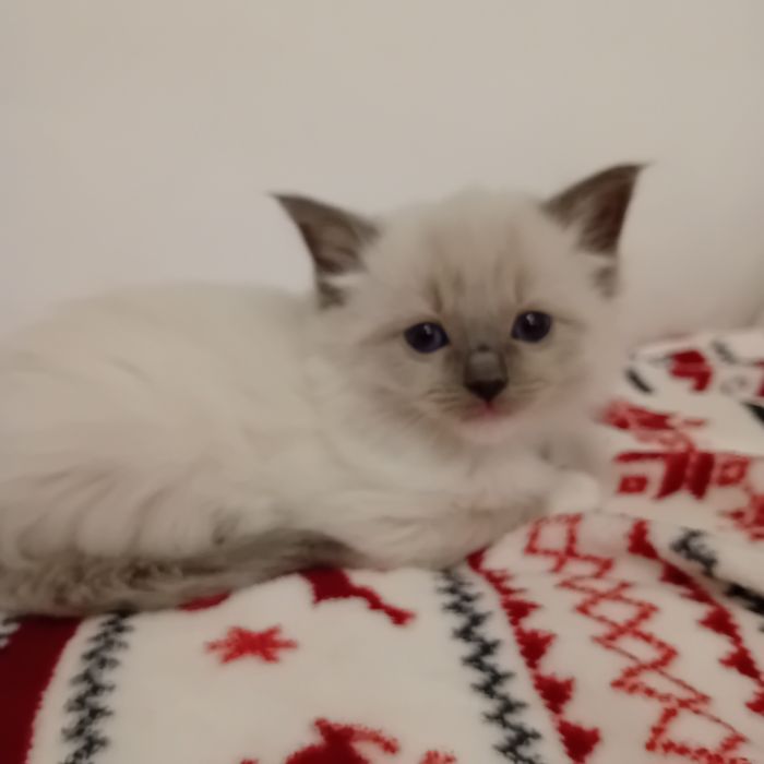 Kotka  Ragdoll z rodowodem
