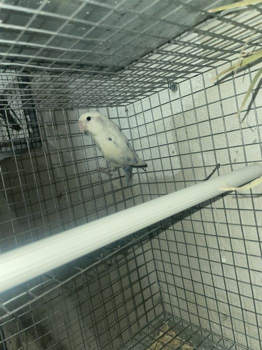 Agapornis  para cedencia