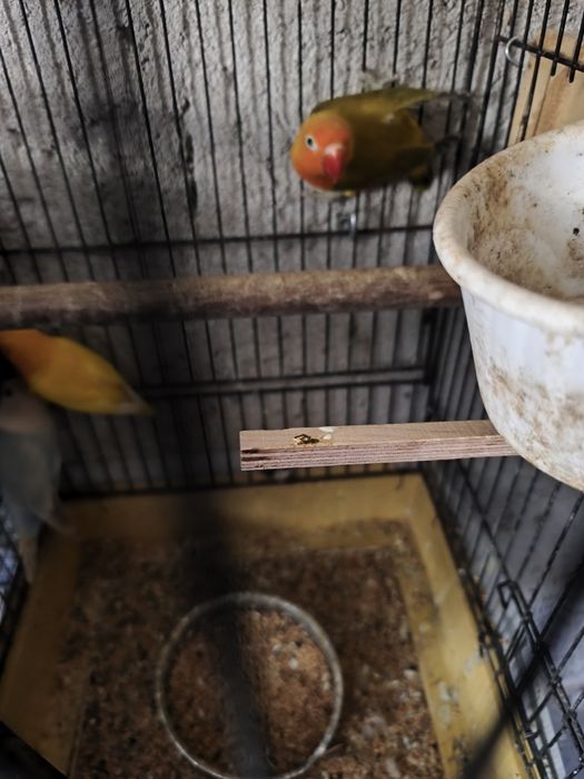 Vários tipos de aves