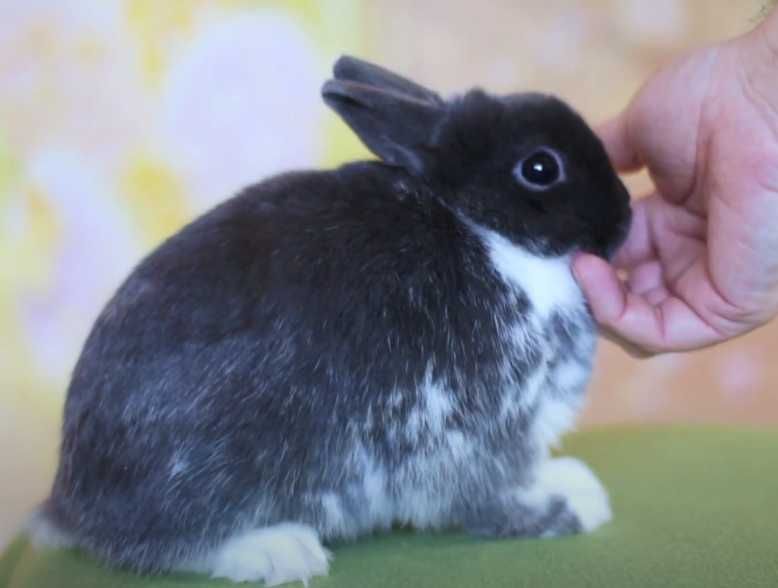 Шоу клас! Нідерландський карлик, кролик декоративний