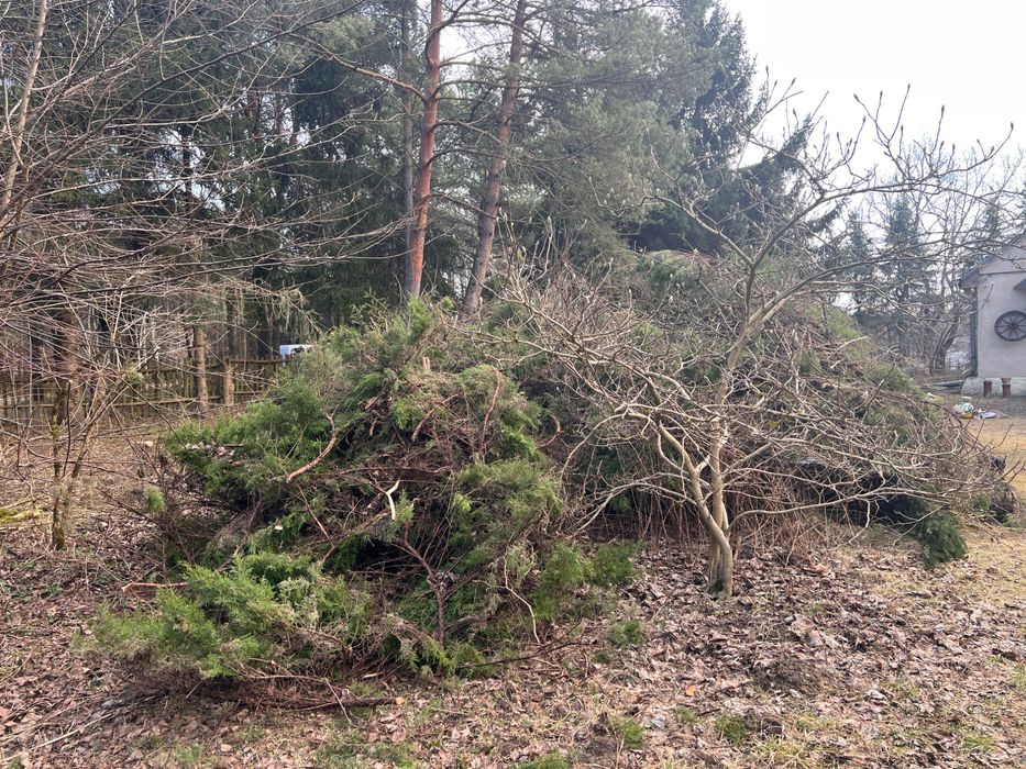 Oddam gałęzie za darmo