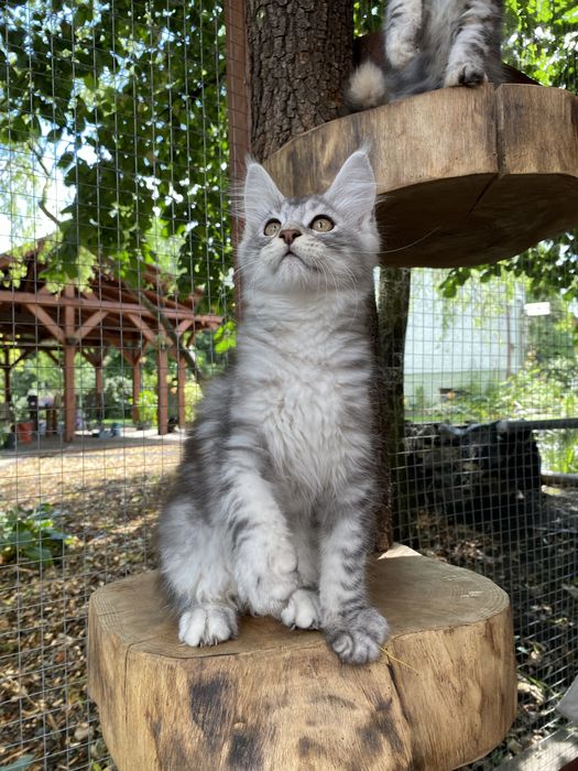 Maine coon kocur z lini shaded ns22 kocurek do hodowli