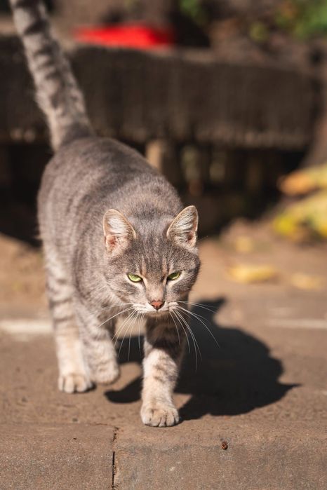 Віскасний котик шукає дім