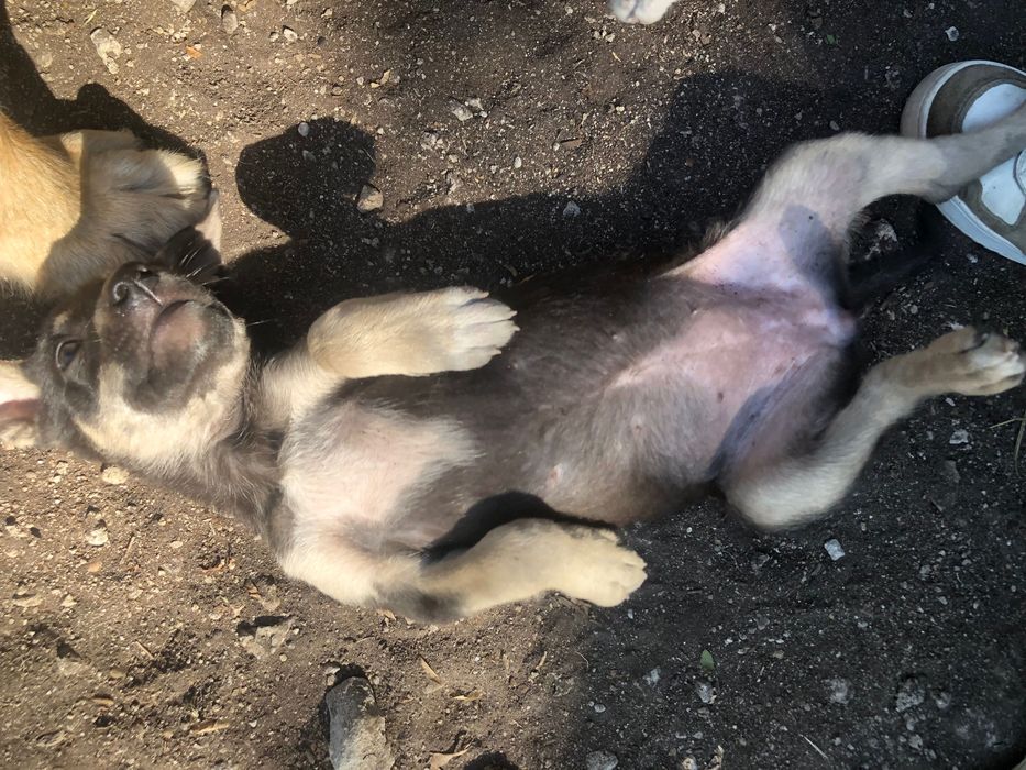 Вдіддам цуценят в гарні руки