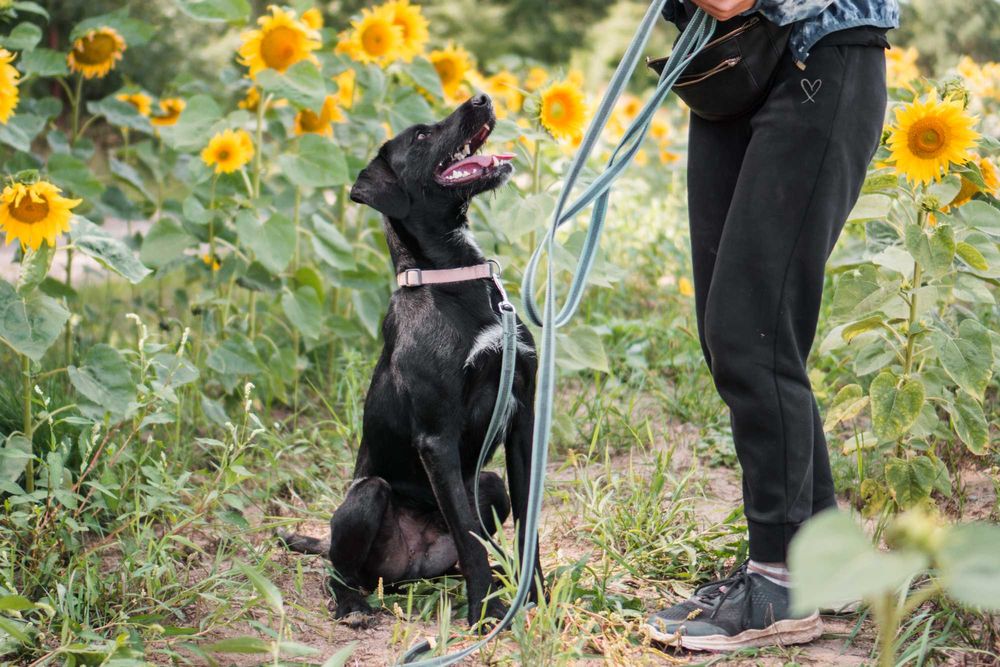 Roczny Dżager szuka domu!