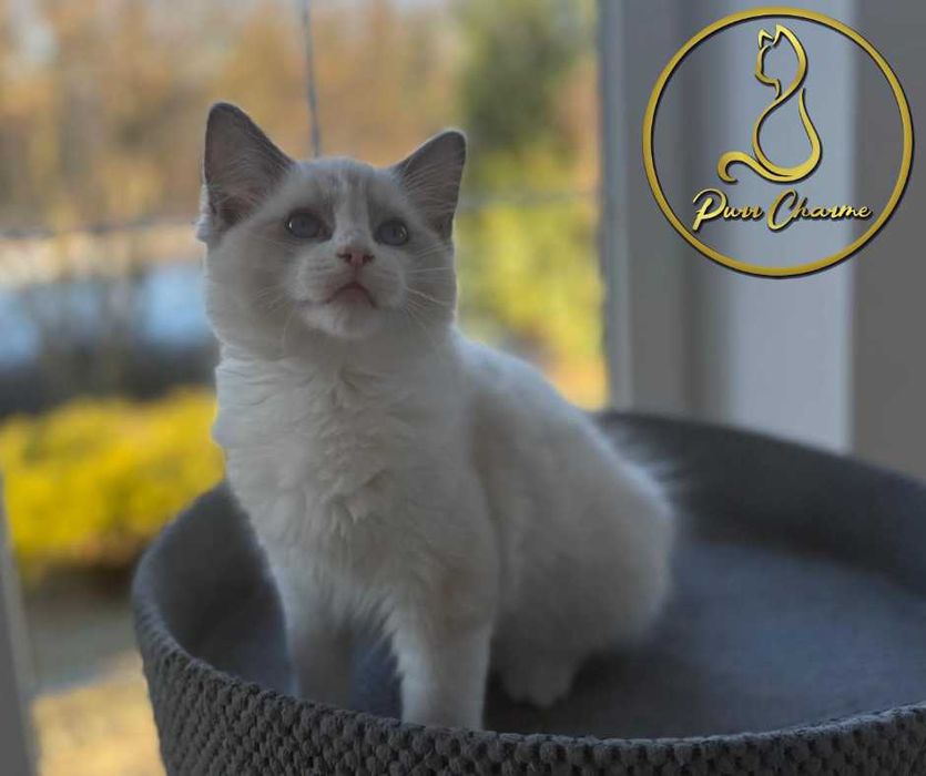 Uroczy kocur ragdoll rodowód FPL FiFe słodki