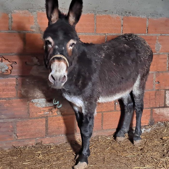 Burro  com 6 anos