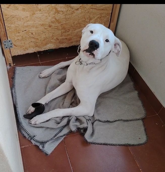 Dogue Argentino URGENTE