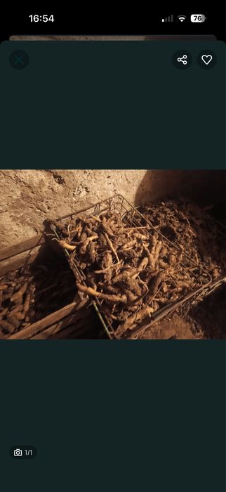 Topinambur słonecznikowy 4kg