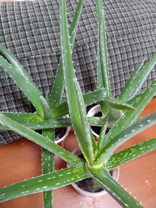 алое вера  60 грн.