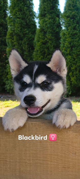 Szczeniak Siberian Husky, suczka z metryką ZKwP