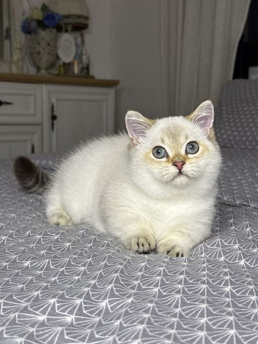 Мальчик манчкин золотой поинт