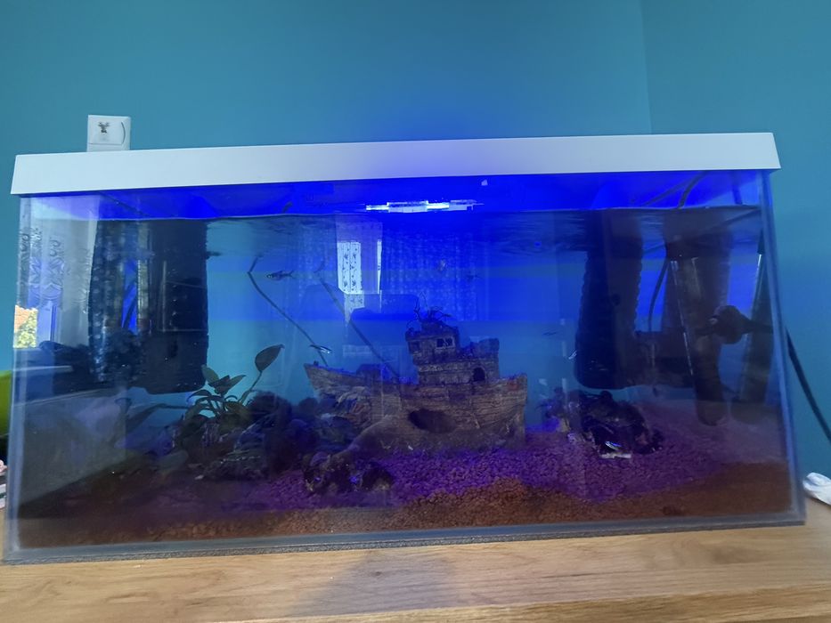 Awarium aquel 60l z akcesoriami i rybami