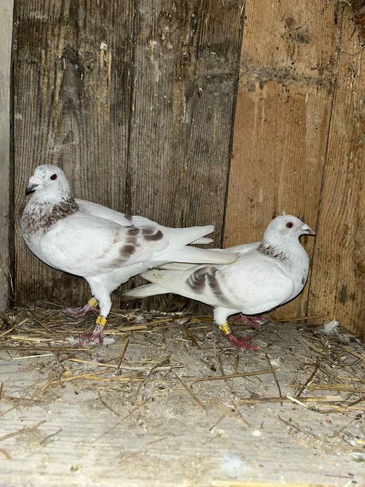 Sprzedam gołębie pocztowe