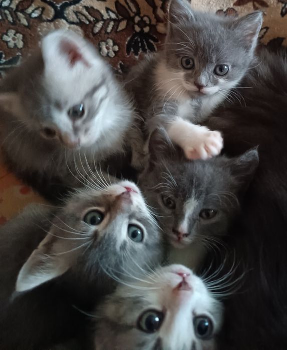 Кошенята в добрі руки