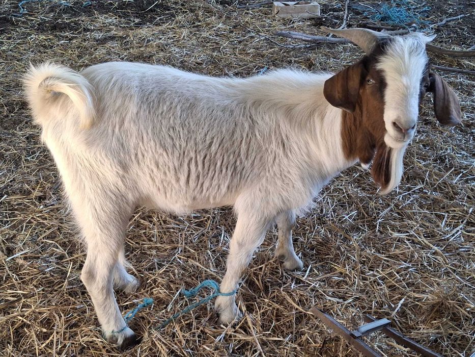 Vende-se Lote Completo: 7 Animais Boer Cruzados, Carne de Elite