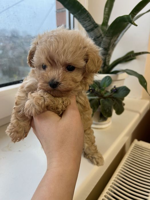 Мальтіпу дівчинка , мальтипу ф1 , мальтіпу