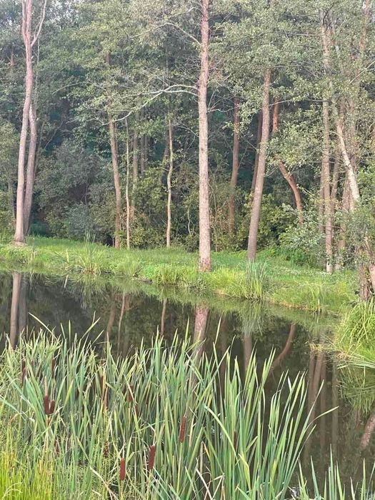 Дом с большим участком и озерами в лесу