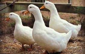 Пекінська качка інкубаційне яйце