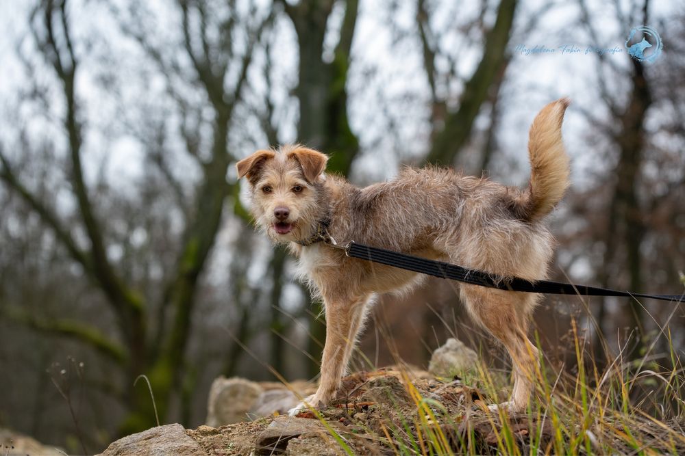 Przepiękna roczna Viola szuka domku