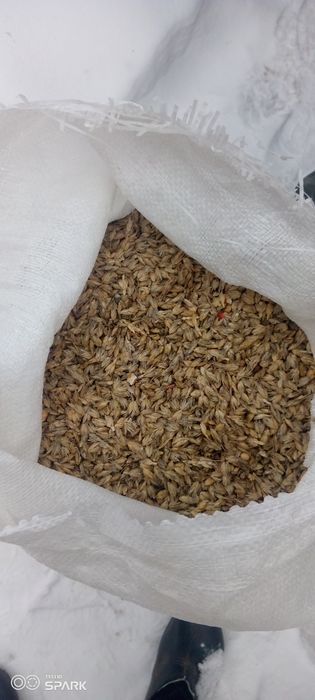 Продам пшеницю не очищину суху