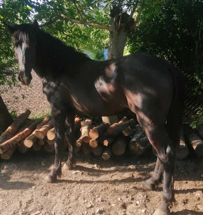 Кінь спокійний ф