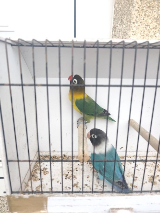 Persunatus verde e azul