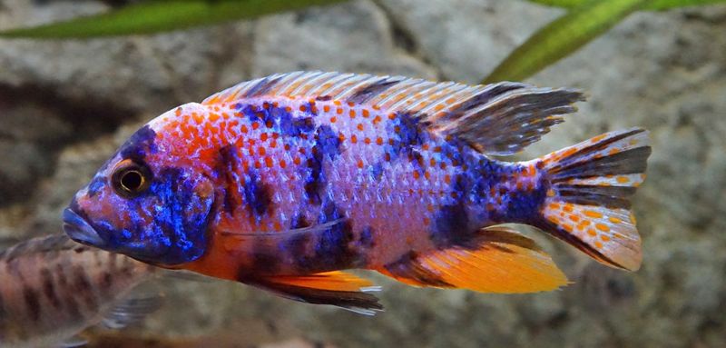 GB MALAWI Pyszczak Aulonocara Calico