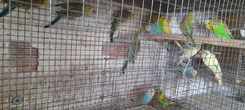 Piriquitos para ceder