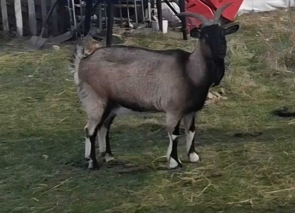 Sprzedam koze mleczna