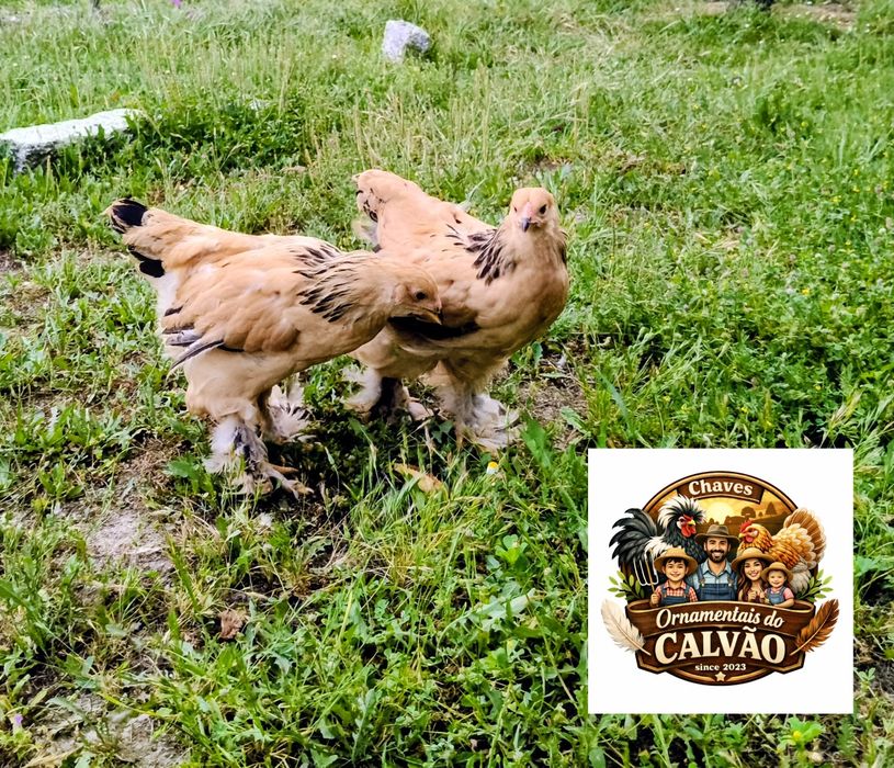 Brahmas Buff casais 3 meses
