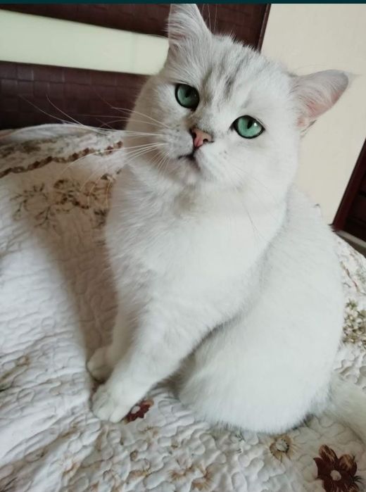 Серебристая шиншилла