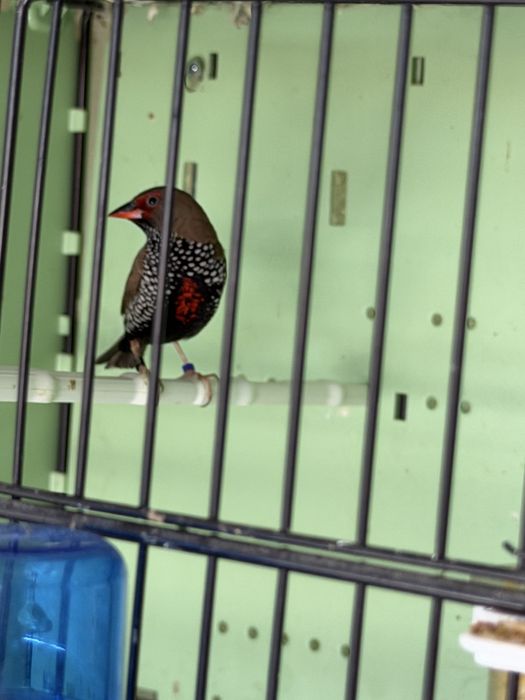Para ceder mandarins, e aves afinanas como , peito celeste , pytilia, cremesim etc…