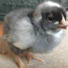 Пропонується інкубаційне яйце курей кросу Домінант.