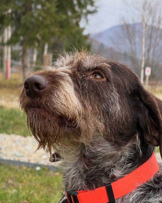 Фін, дратхаар, шукає дім