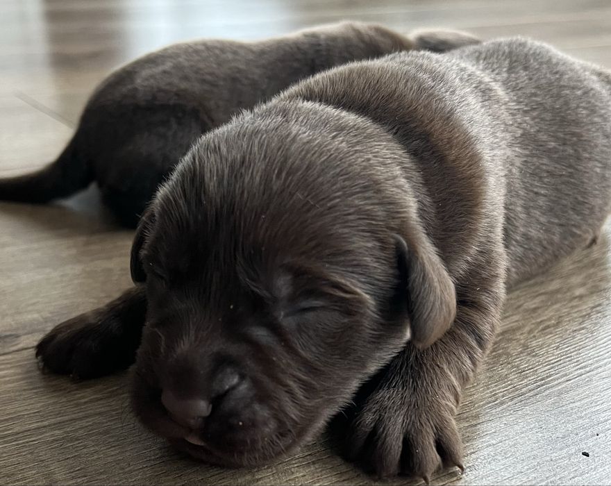 Labrador  ostatnia suczka