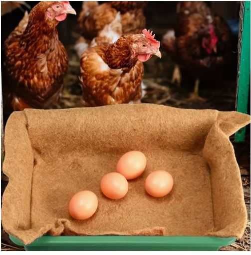 Almofadas Ninho Galinha Cânhamo Natural