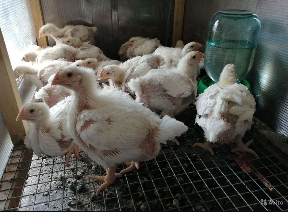 Запис на підрощеного бролера