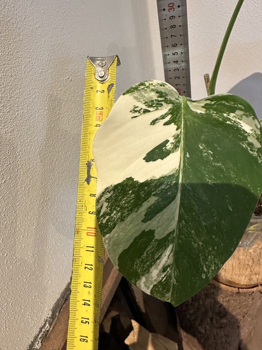 Монстера Monsters deliciosa 'Albo Variegata