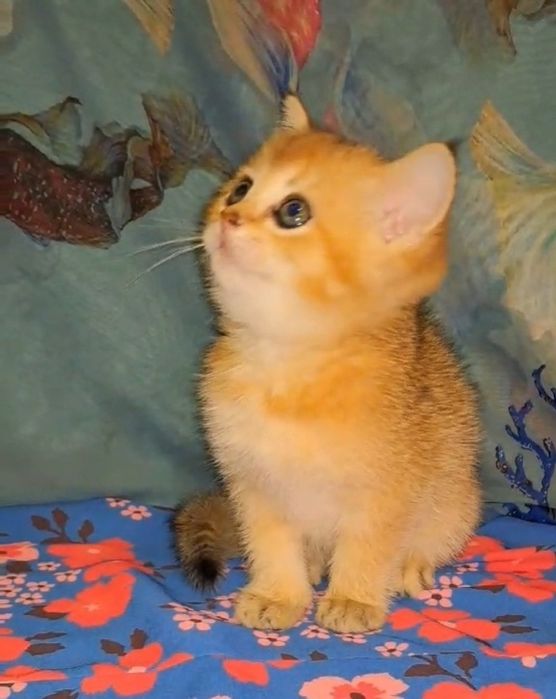 Дві дівчинки золоті шиншили