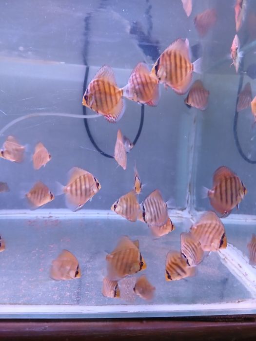 Discus juvenis vermelho turquesa - 4-6 cm