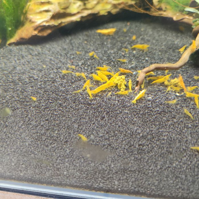 Krewetki yellow neocaridina